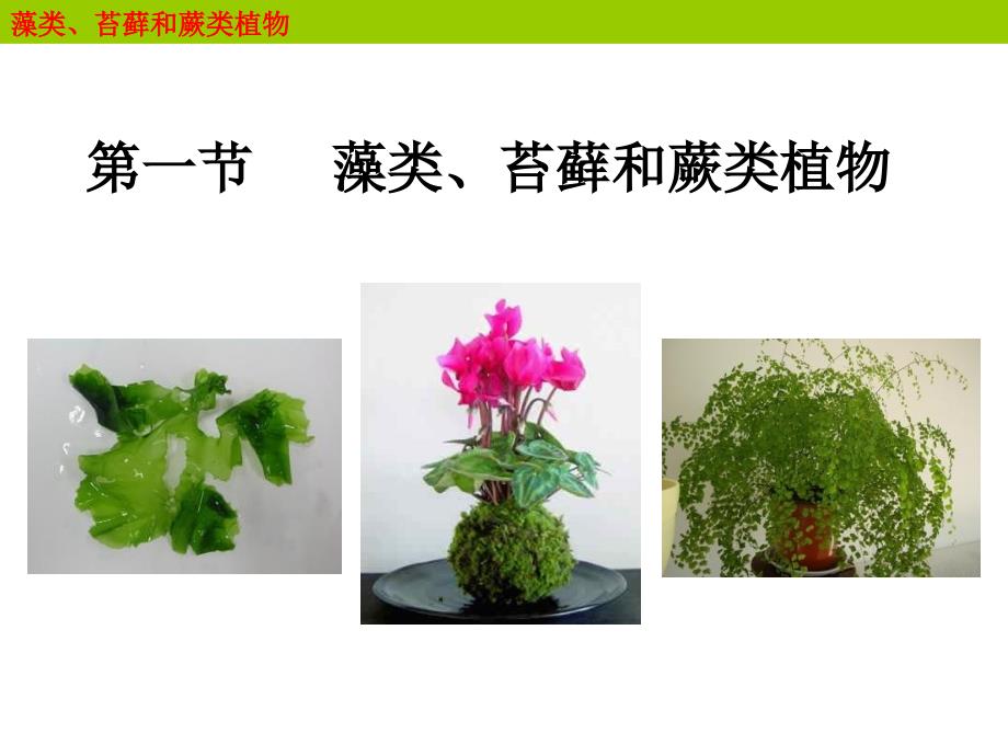 5.1.8 藻类，苔藓和蕨类植物 课件 新人教版七年级上.ppt_第1页