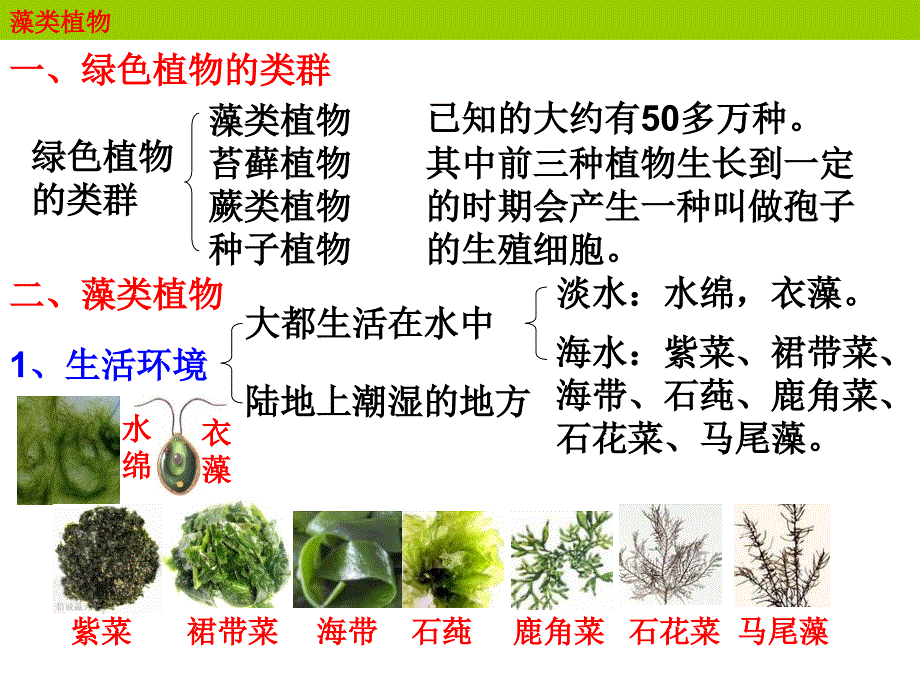 5.1.8 藻类，苔藓和蕨类植物 课件 新人教版七年级上.ppt_第3页