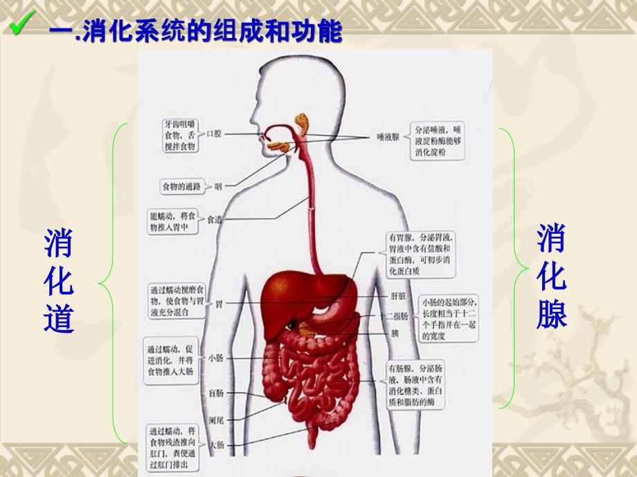 消化系统之消化系统的组成和功能.ppt_第4页