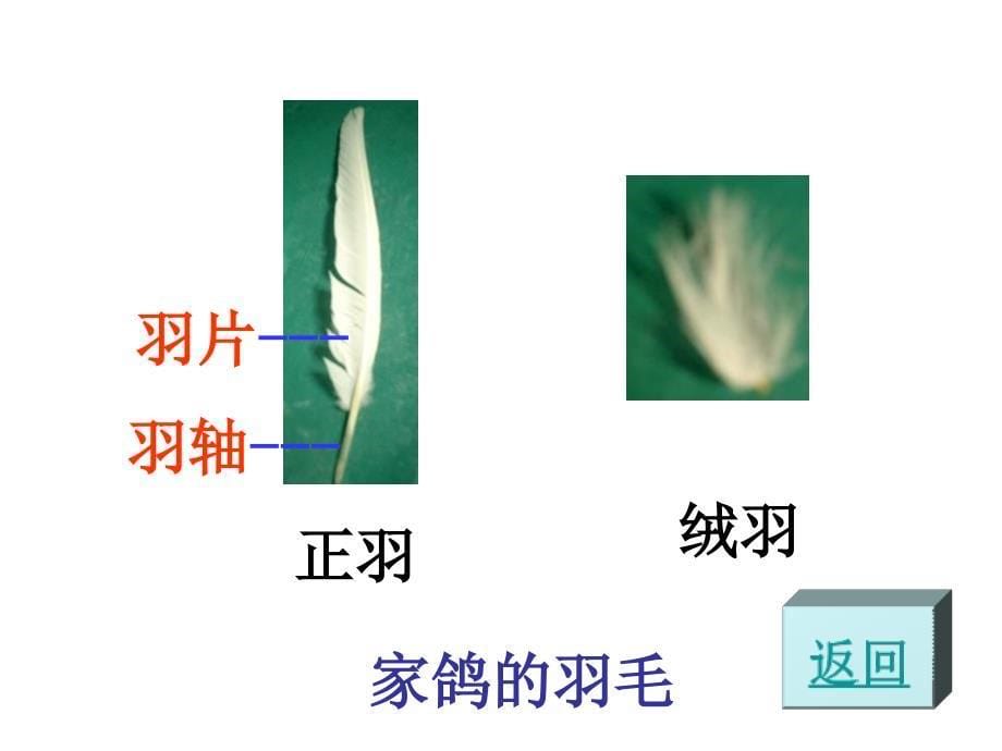 4.8 鸟类 课件 (1).ppt_第5页