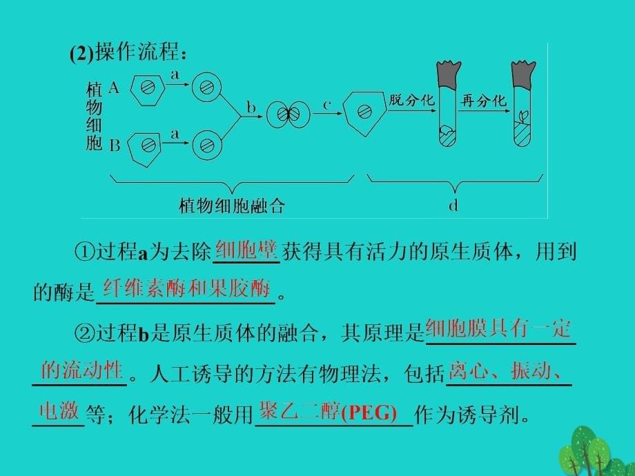 练酷版2018版高考生物一轮复习 现代生物科技专题 第2讲 细胞工程课件（选修3）_第5页