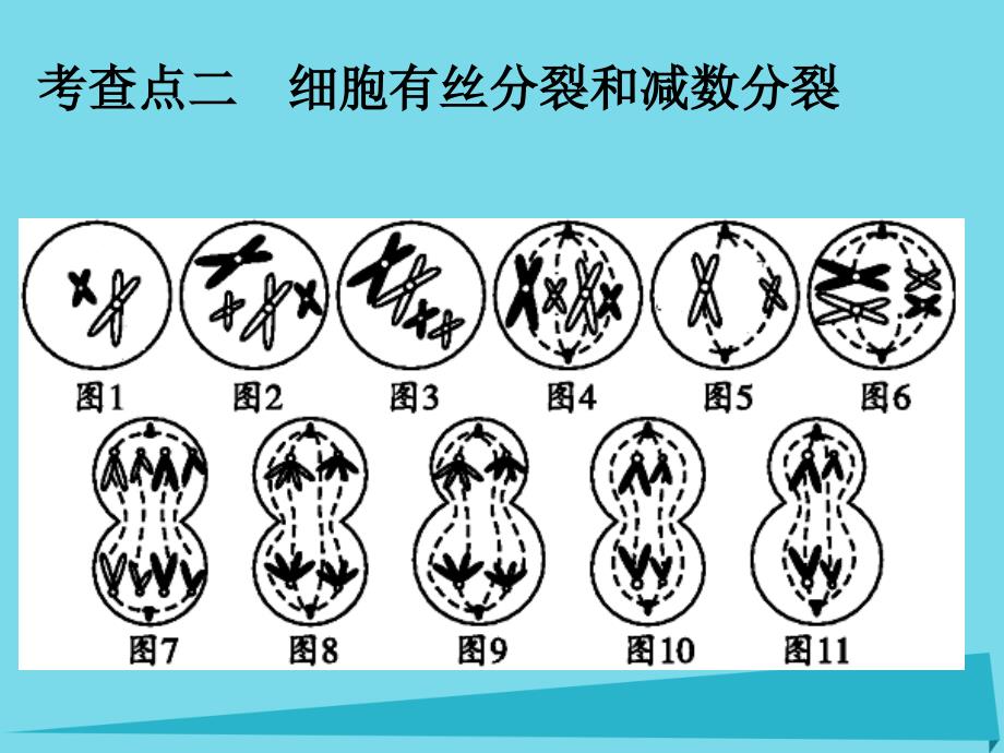 湖南省新田县第一中学2018届高三生物二轮复习 专题三 细胞的生命历程课件_第4页