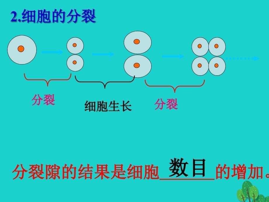 内蒙古鄂尔多斯康巴什新区第一中学七年级生物上册 第3课时 细胞怎样构成生物体复习课件 （新版）新人教版_第5页