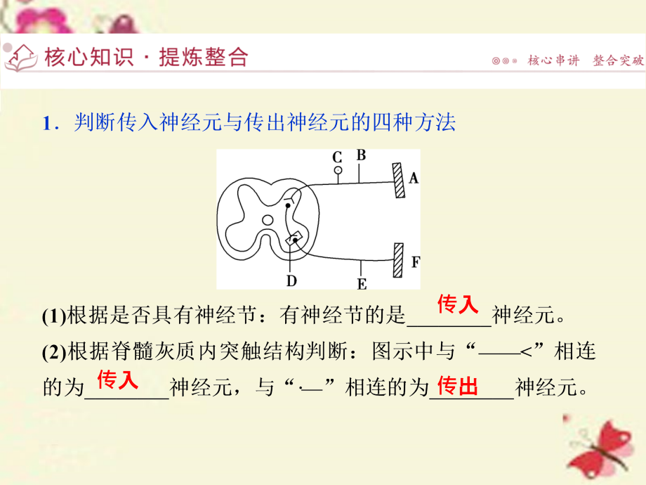 （浙江专用）高考生物二轮复习 专题五 生命活动的调节 第2讲 人和动物生命活动的调节课件_第4页