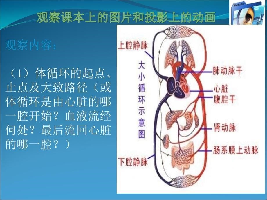 5.2 人体内的物质运输 课件2（北京课改版七年级下）.ppt_第5页