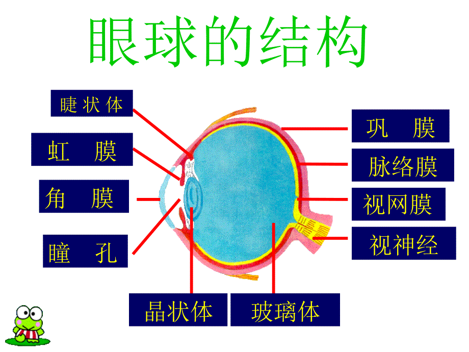 6.1 人体对外界环境的感知──眼和视觉 课件2 (新人教版七年级下).ppt_第4页