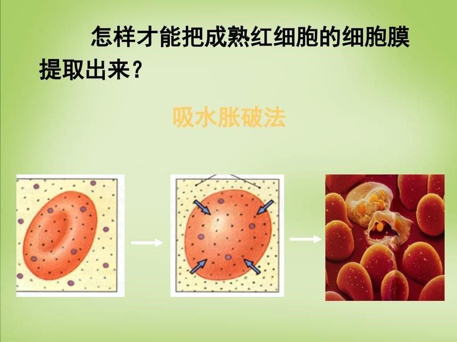 天津市梅江中学高中生物 第三章 第一节 细胞膜-系统的边界课件 新人教版必修1_第5页