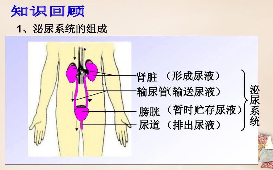 安徽省蚌埠市固镇县第三中学七年级生物下册 第六章 第一节 人体对外界环境的感知-眼和视觉课件 （新版）新人教版_第4页