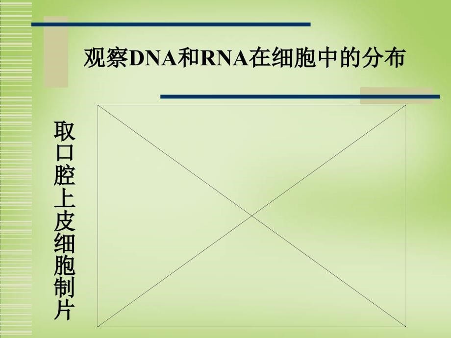 天津市梅江中学高考生物 遗传信息的携带者 核酸课件_第5页