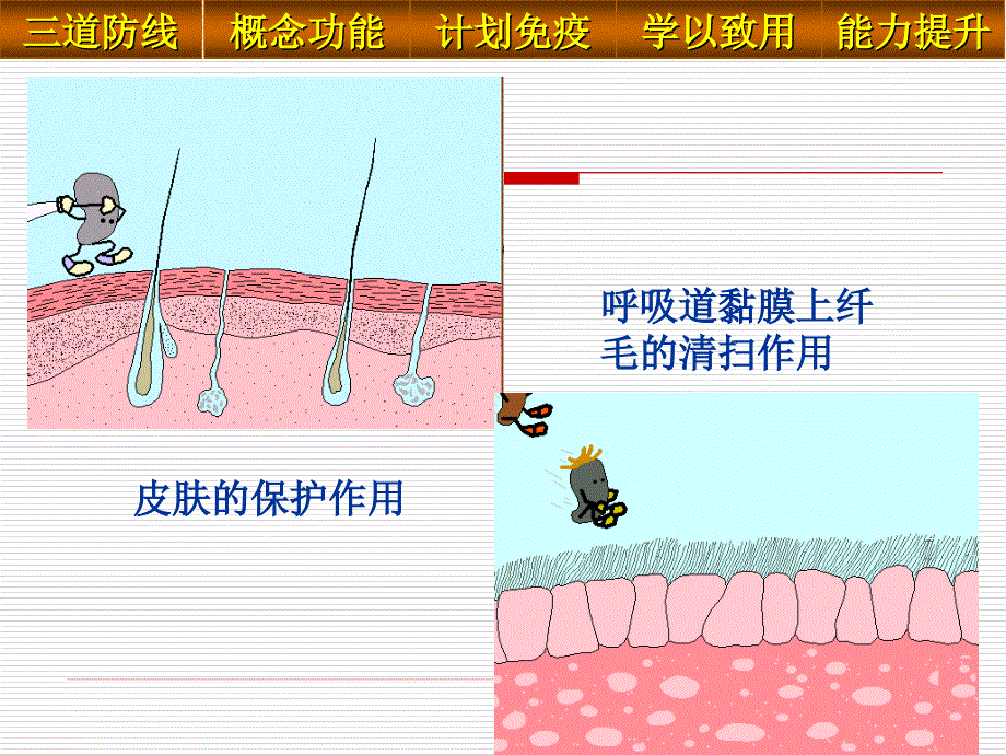 3.6.4人体的免疫功能 课件 济南版七年级下册.ppt_第3页