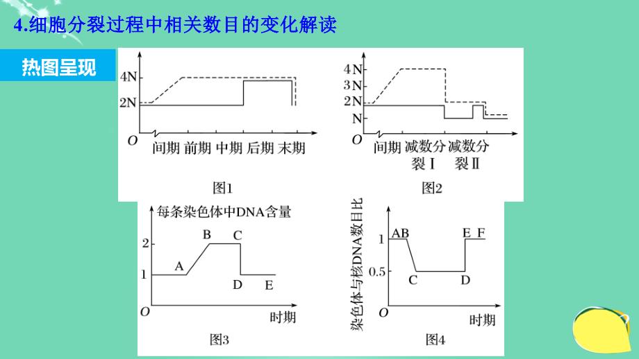 新2018高考生物一轮复习 考能专项突破（四）课件 北师大版_第4页