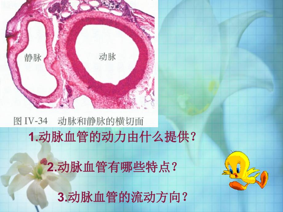 4.4.2血流的管道血管 教学课件（人教版七年级下）.ppt_第3页