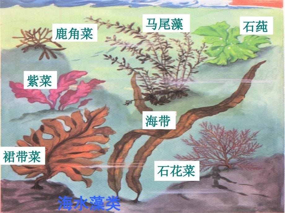 5.10.2 水中的藻类植物 课件 (9).ppt_第5页