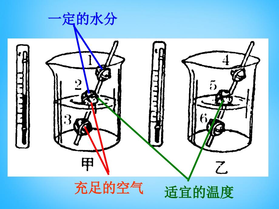 甘肃省瓜州县第二中学七年级生物上册 第5章 第1节 植物种子的萌发课件1 苏教版_第4页