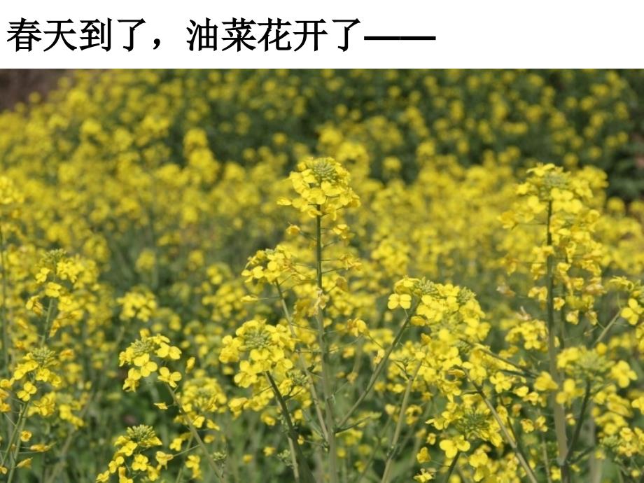 教科版四年级科学下册油菜花开了_第2页