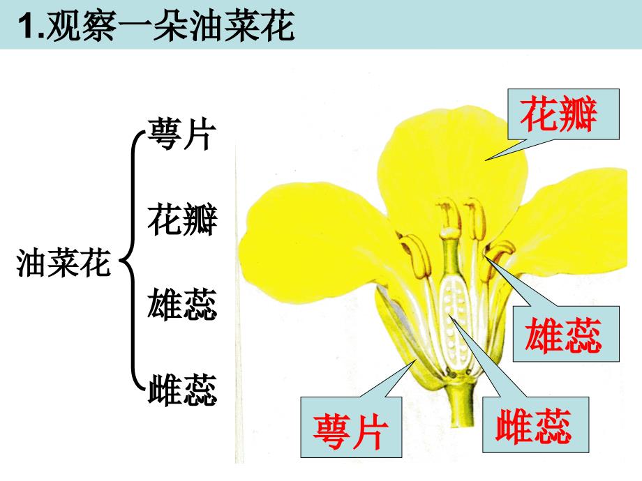 教科版四年级科学下册油菜花开了_第4页