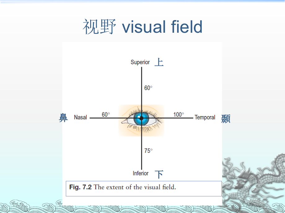 眼视野检查 Testing the visual field.ppt_第2页