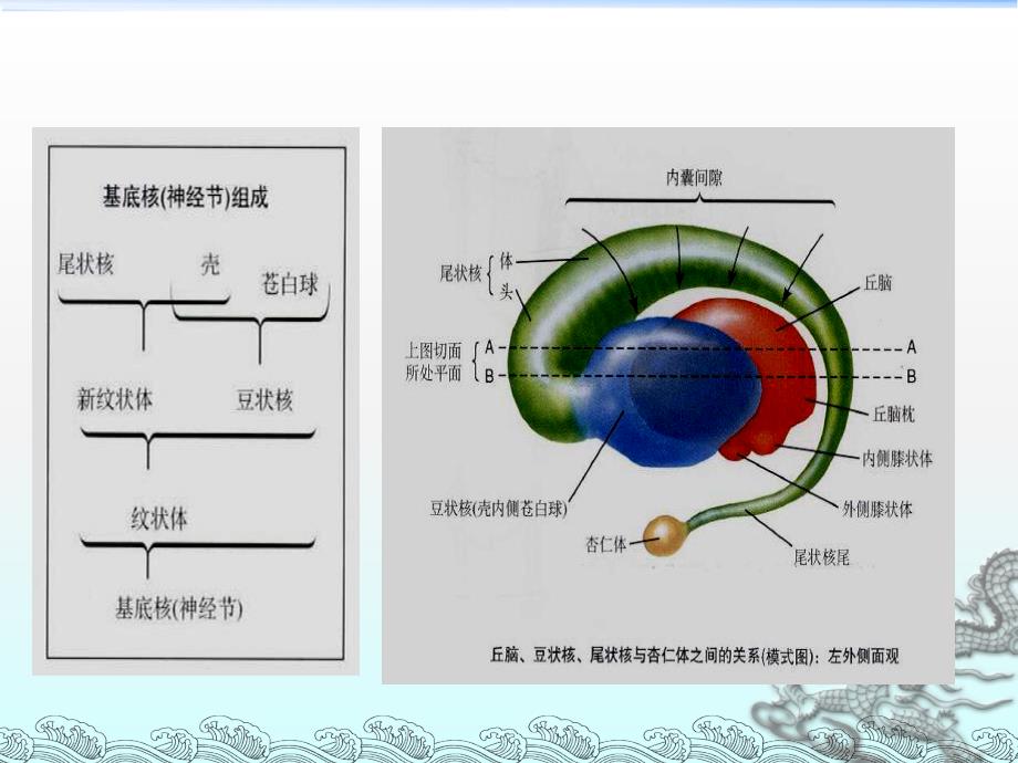 颅内对称性病变.ppt_第2页