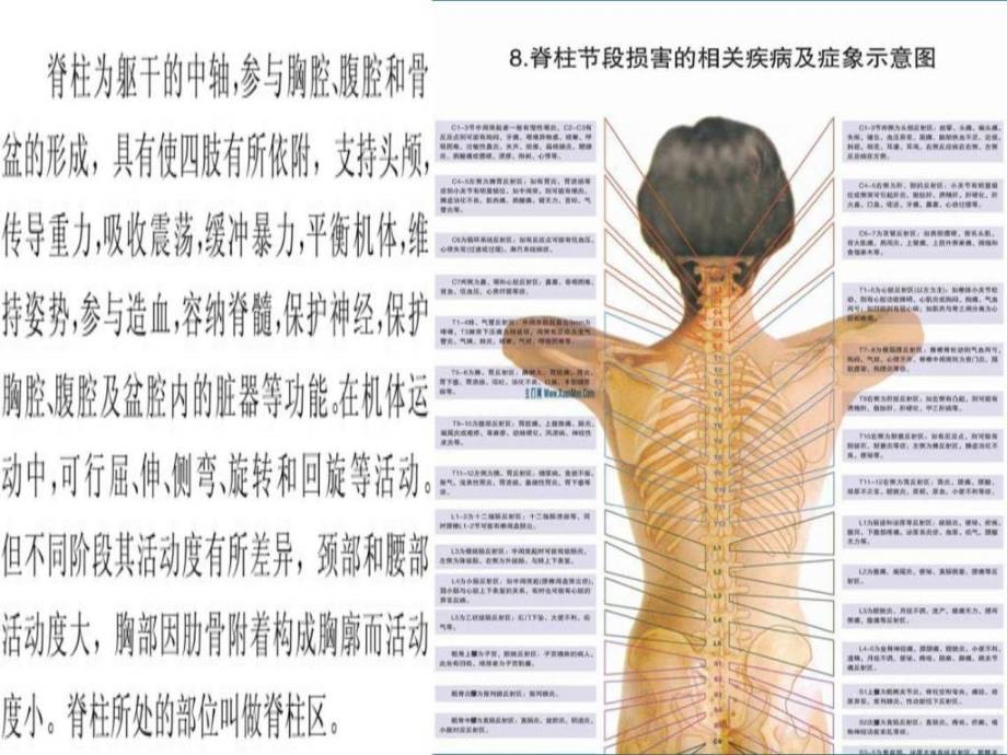 课件：最新 脊柱健康与中医养生(3)_第2页