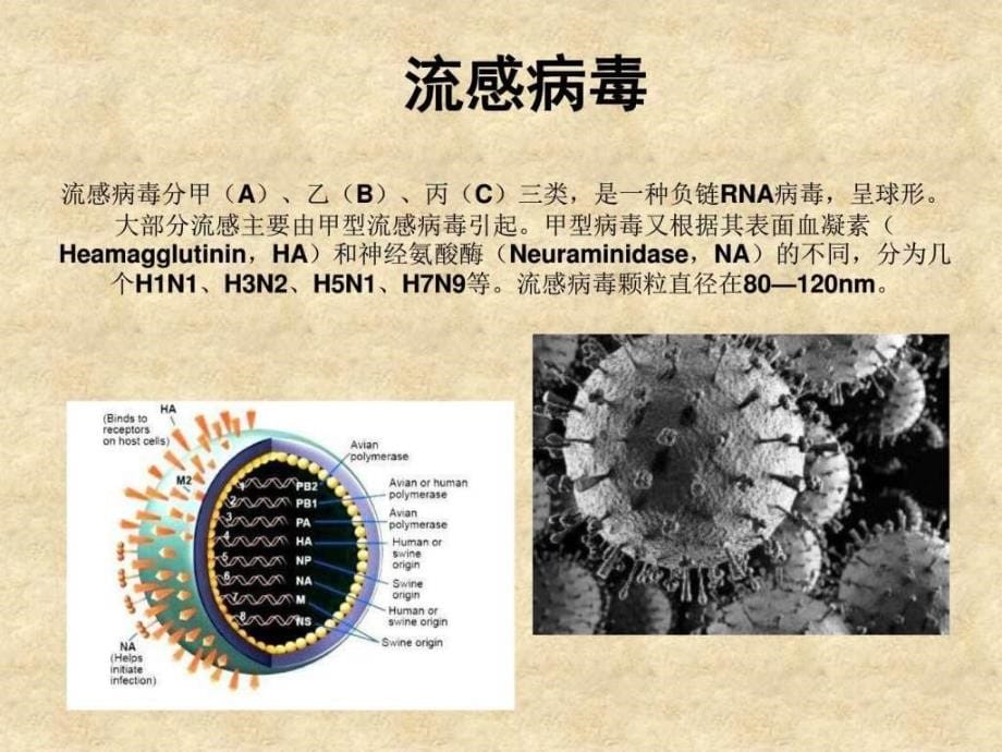 课件：流行性感冒及2018年诊疗方案_临床医学_医药卫生_专业资料_第5页