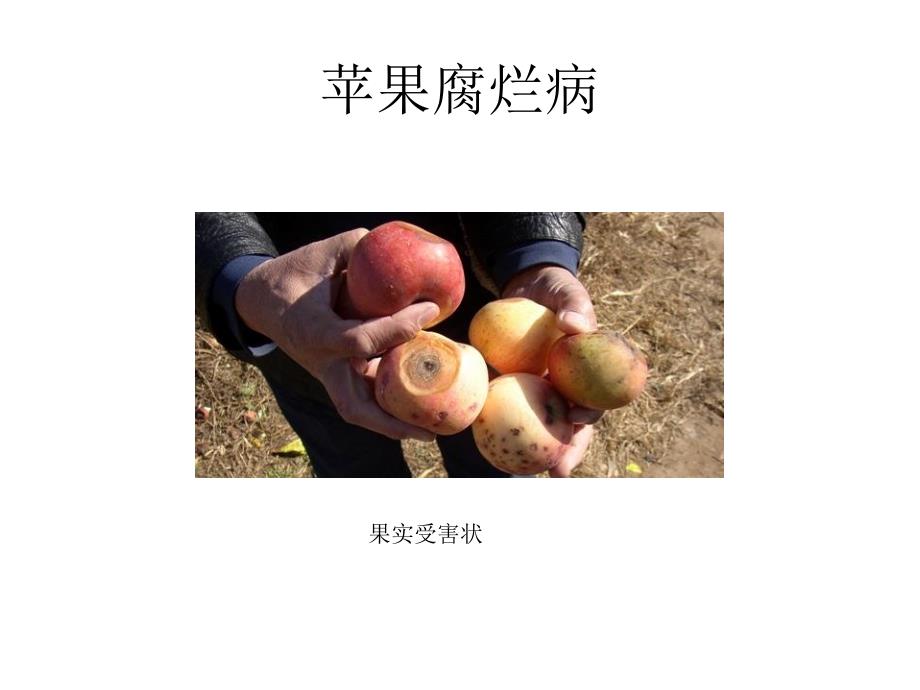 课件：苹果和桃树的病虫害图谱_第1页
