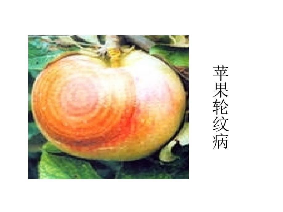 课件：苹果和桃树的病虫害图谱_第5页