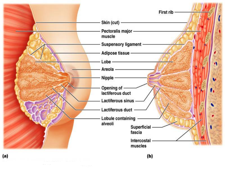 课件：外科学教学资料--乳房疾病张海添_第4页