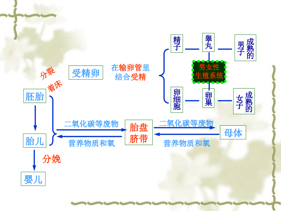 浙教版七年级下册科学第一章代代相传的生命(133张)_第2页