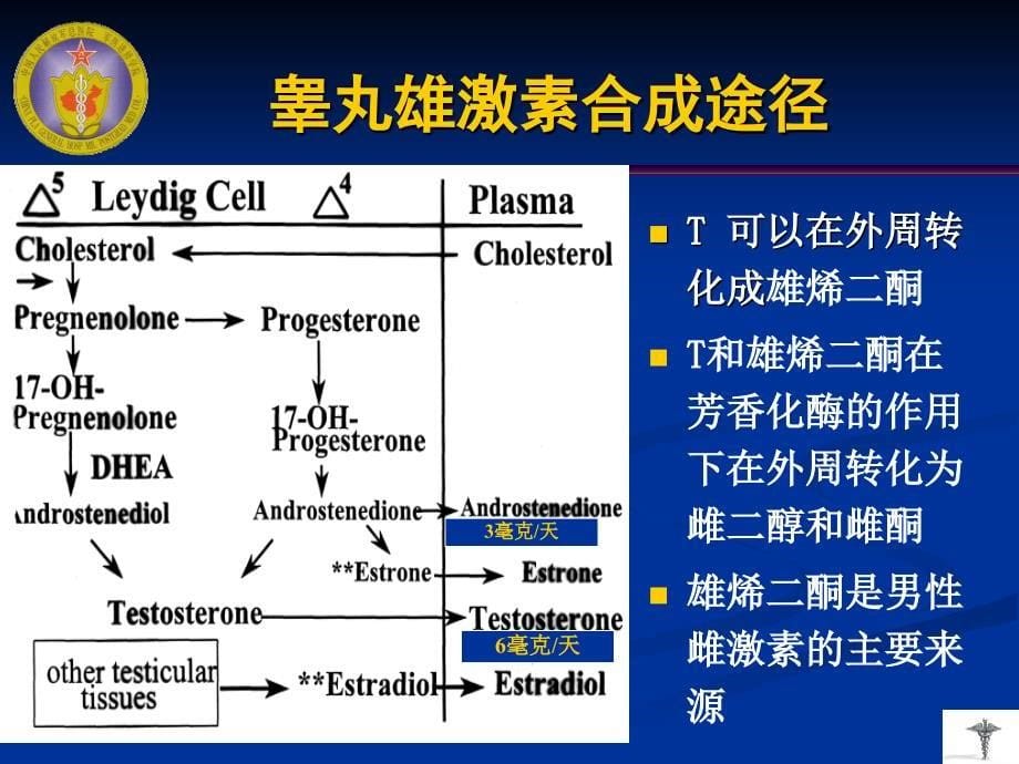 课件：性激素概述及替代治疗策略_第5页