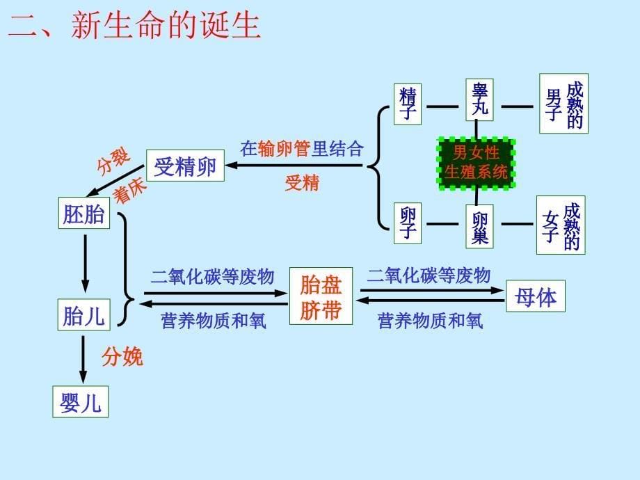 浙教版七年级下册科学第一章代代相传的生命_第5页