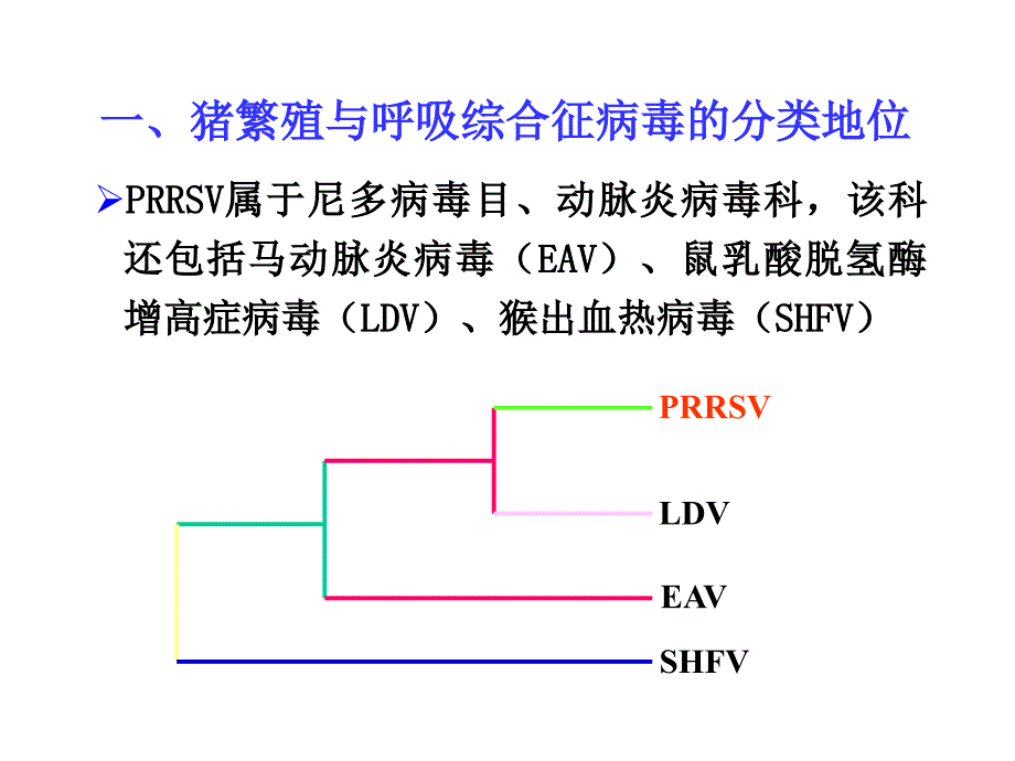 课件：猪繁殖与呼吸综合征病毒_第2页