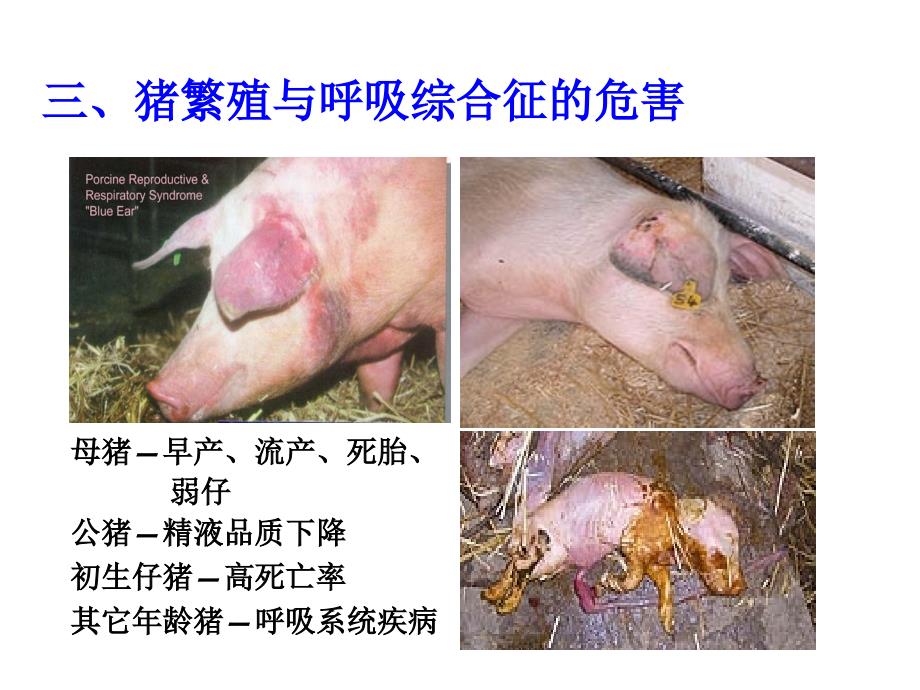 课件：猪繁殖与呼吸综合征病毒_第4页