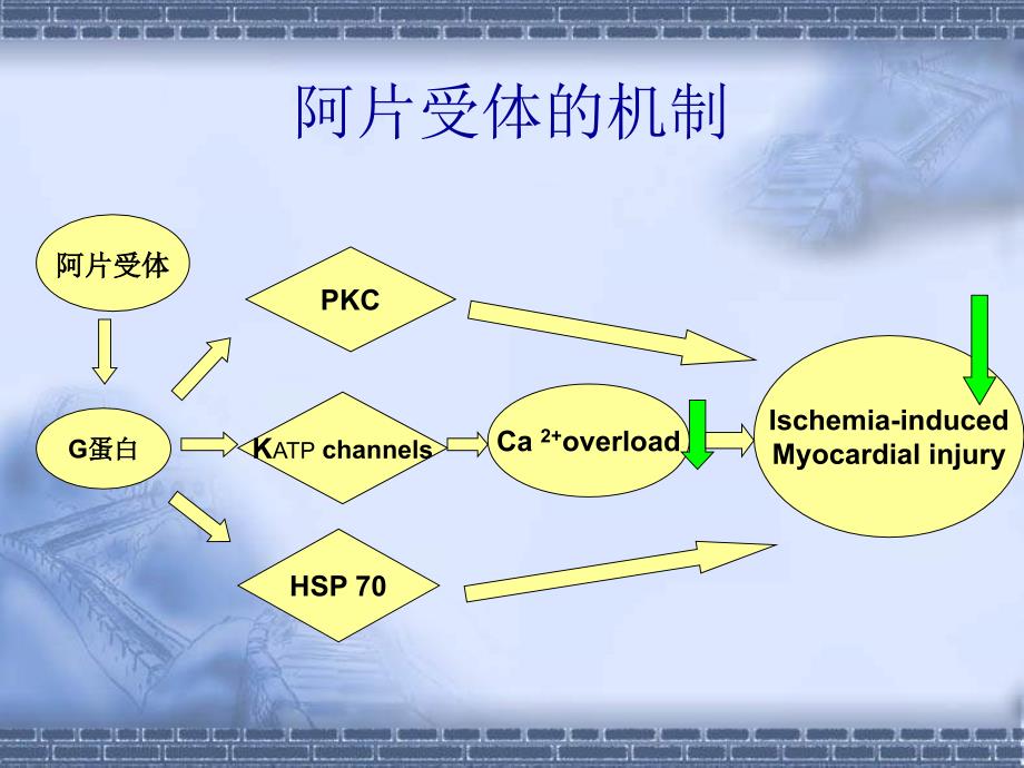 课件：纳洛酮影响大鼠心脏缺血后处理的保护作用- 阿片受体参与大鼠心缺血后_第3页