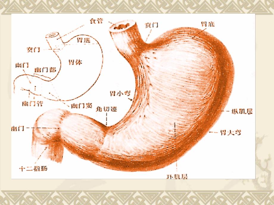 课件：消化性溃疡病人的护理_第2页