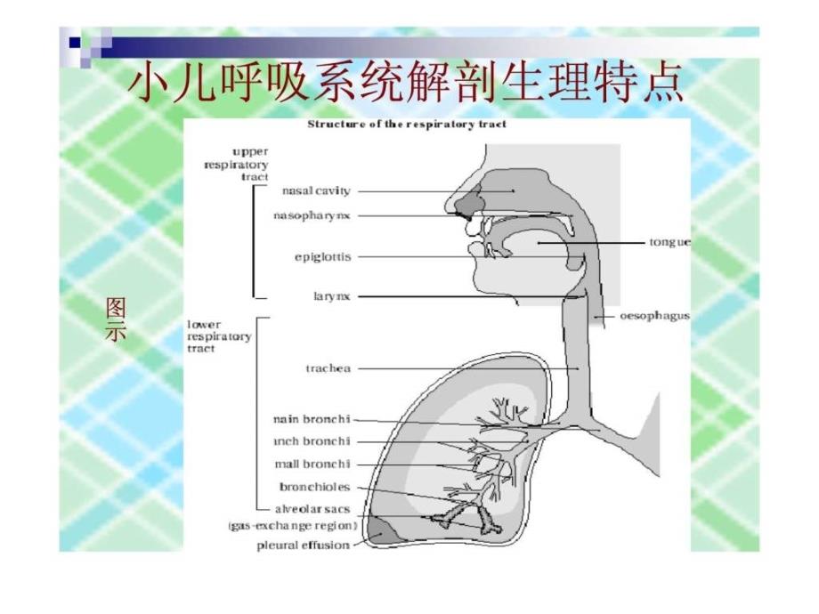 课件：小儿呼吸道解剖及急性上呼吸道感染(auri)_《儿科学》_第2页