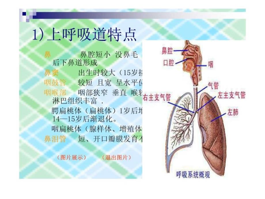 课件：小儿呼吸道解剖及急性上呼吸道感染(auri)_《儿科学》_第4页