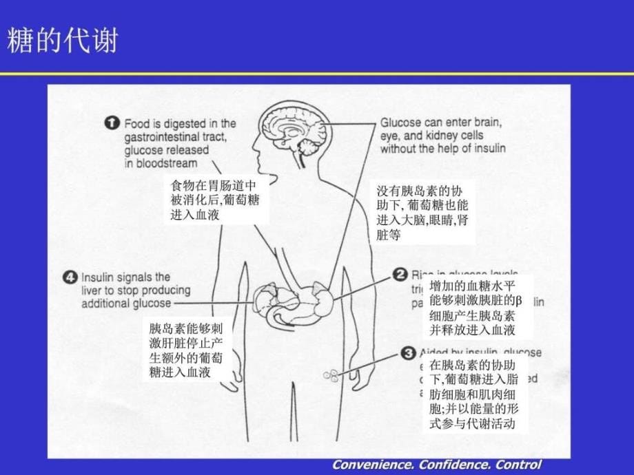 课件：糖尿病基础知识_基础医学_医药卫生_专业资料_第5页