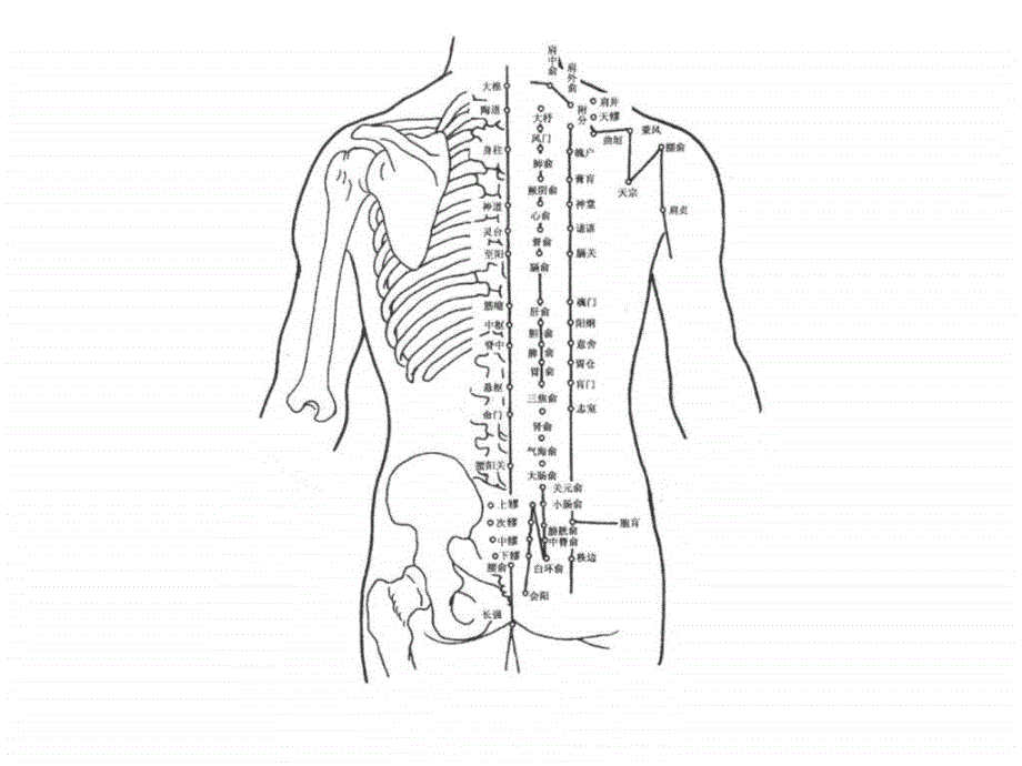 课件：人体经络穴位图解大全_医药卫生_专业资料_第1页