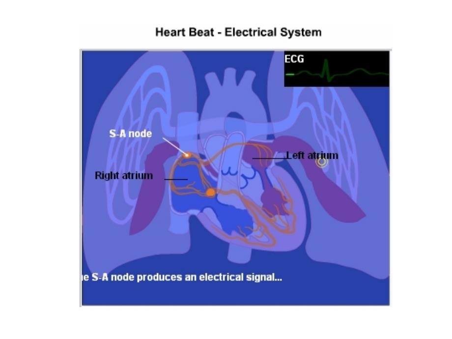 课件：心脏腔室收缩顺次时间_第2页