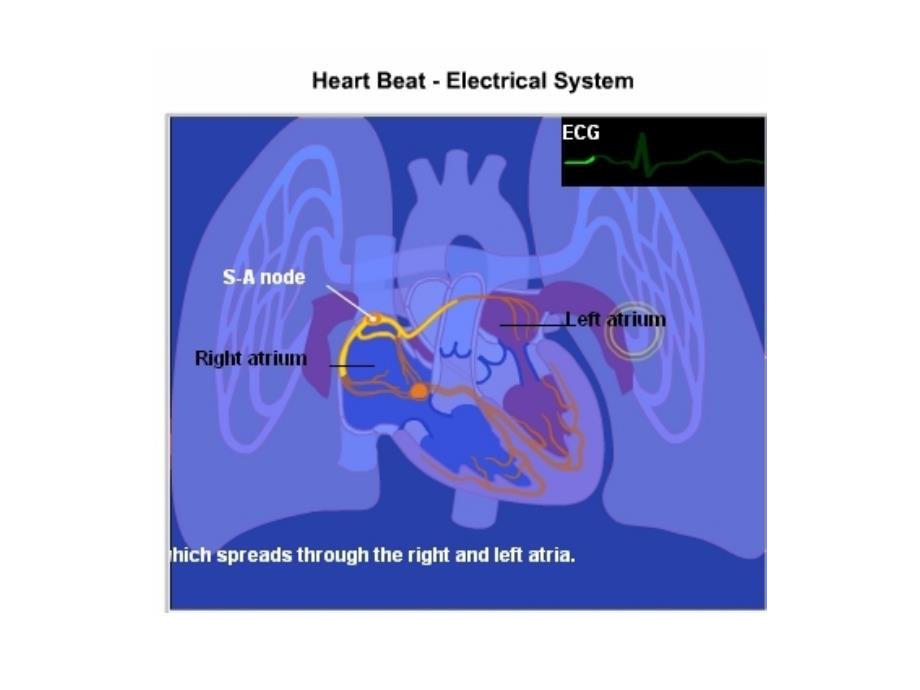 课件：心脏腔室收缩顺次时间_第4页