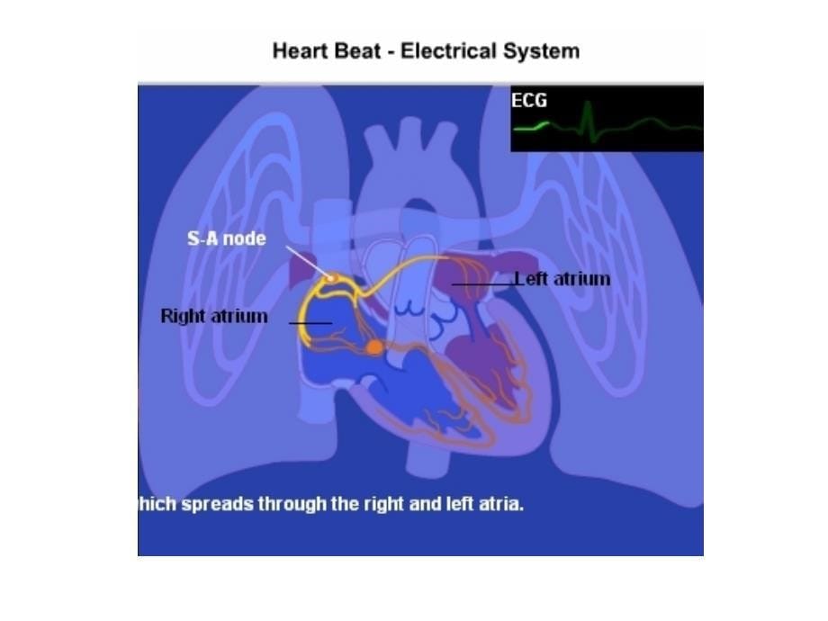 课件：心脏腔室收缩顺次时间_第5页