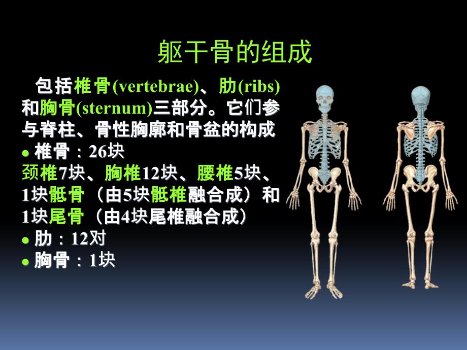 课件：罗英瑾01-01躯干骨_第3页