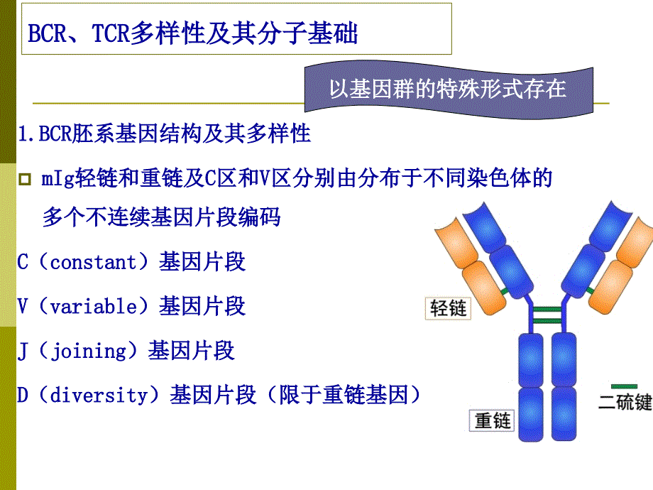 课件：医学免疫学精品课件（南方医科大学）适应性免疫应答的特点及其机制_第4页