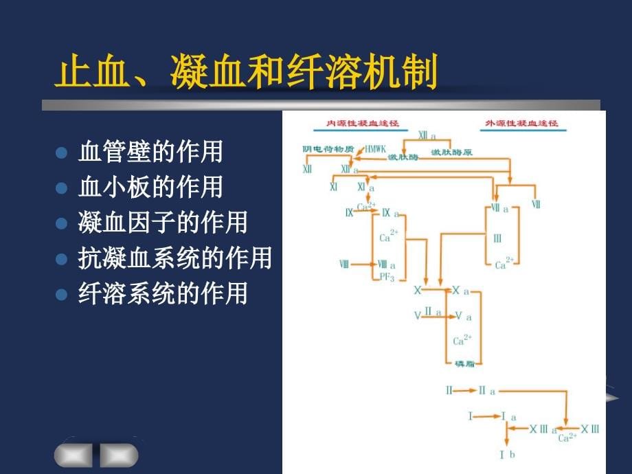 课件：实验诊断学课件 出血、血栓与止血障碍的检查_第5页