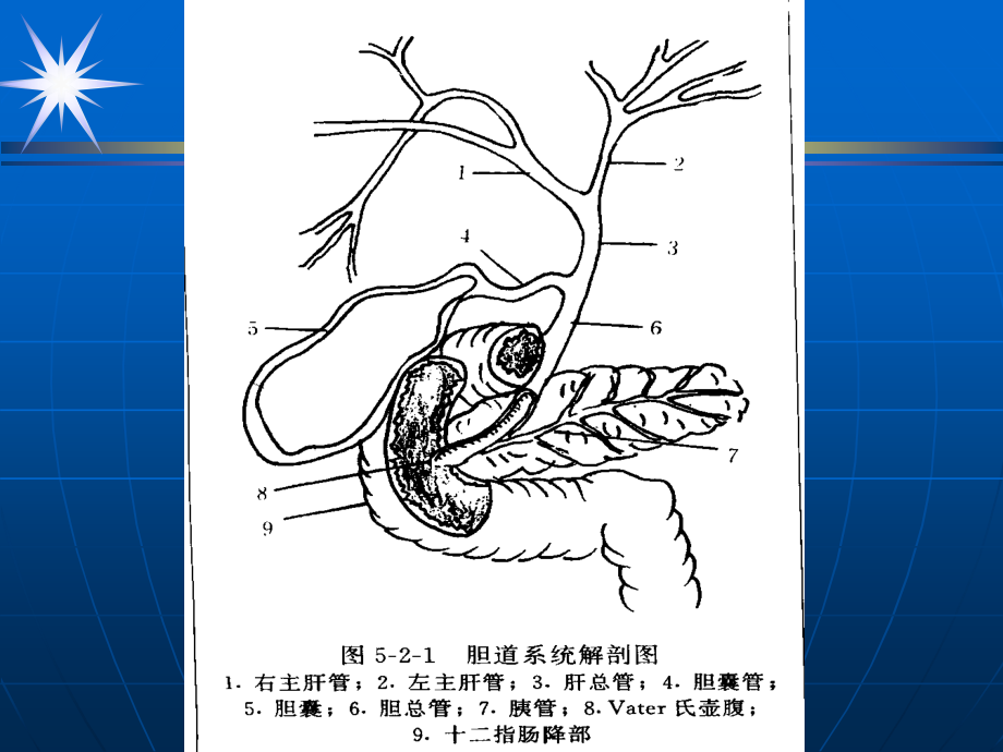 【关于胆】胆系影像诊断_第2页
