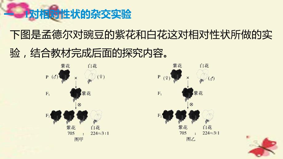 2018-2019学年高中生物 第三章 遗传和染色体 第5课时 孟德尔1对相对性状的杂交实验课件 苏教版必修2_第4页