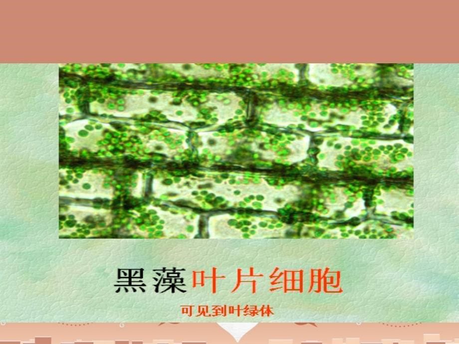 七年级生物上册 1.2.1 细胞的结构和功能（第1课时）优秀课件 （新版）济南版_第5页