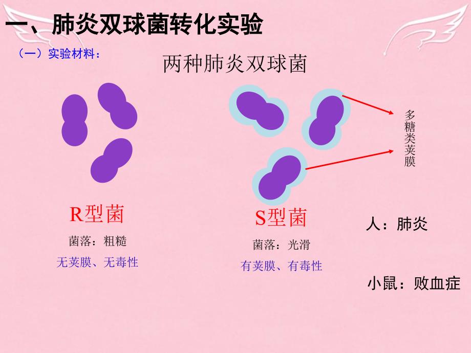 高中生物 2 3.1dna是主要的遗传物质课件 新人教版必修2_第3页