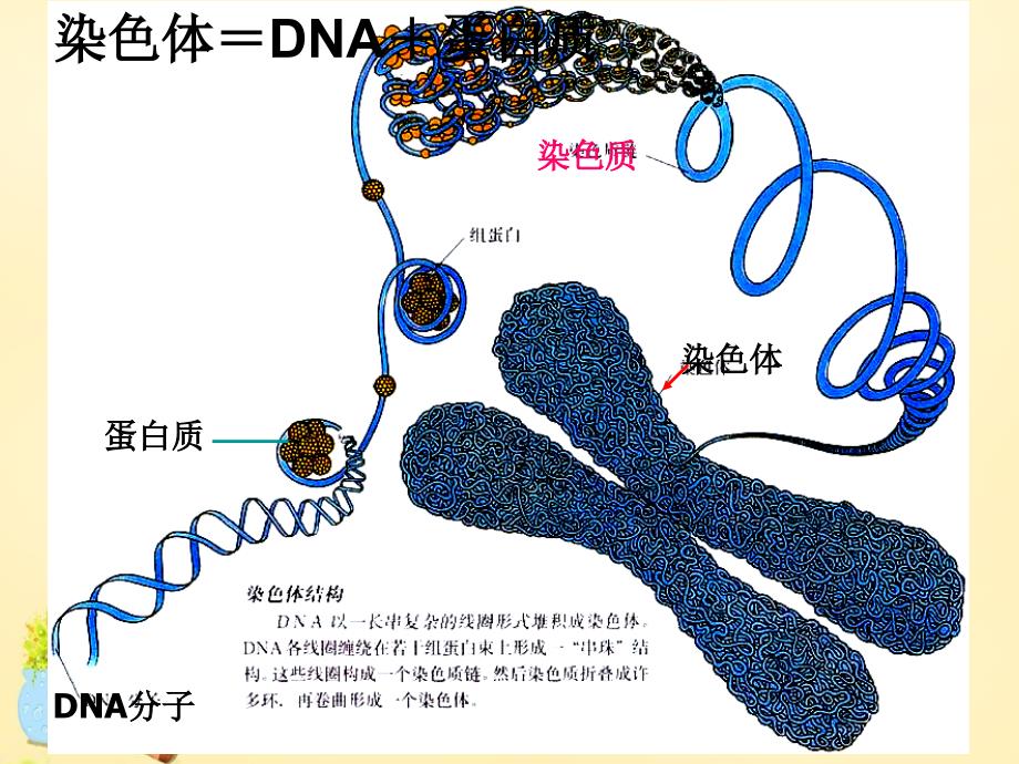 高中生物 3.1 dna是主要的遗传物质同课异构课件2 新人教版必修2_第3页
