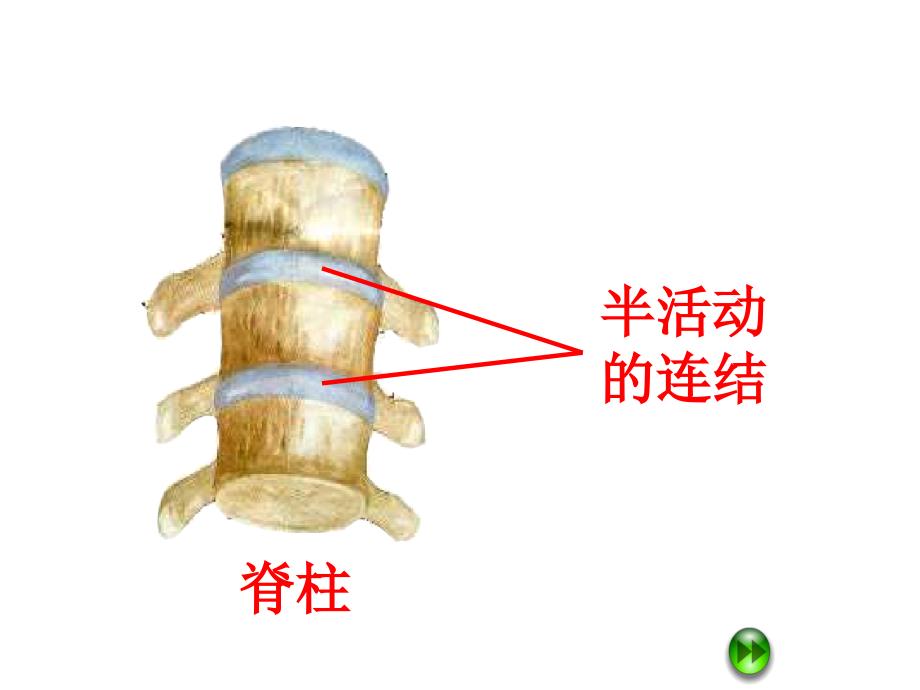 版小学科学四年级下册《关节》课件_第3页